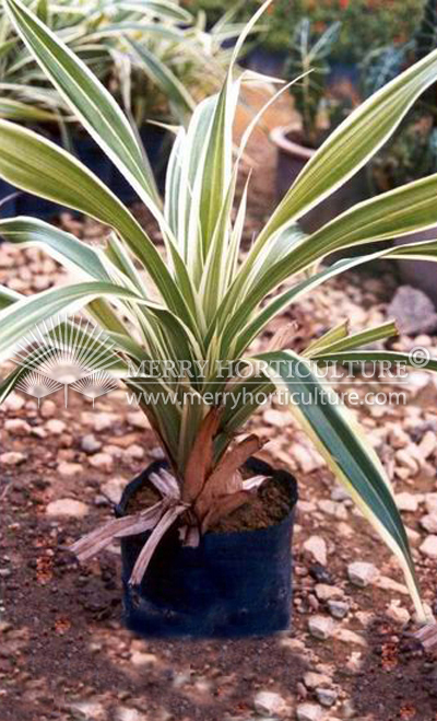 Pandanus (Variegated leaf)